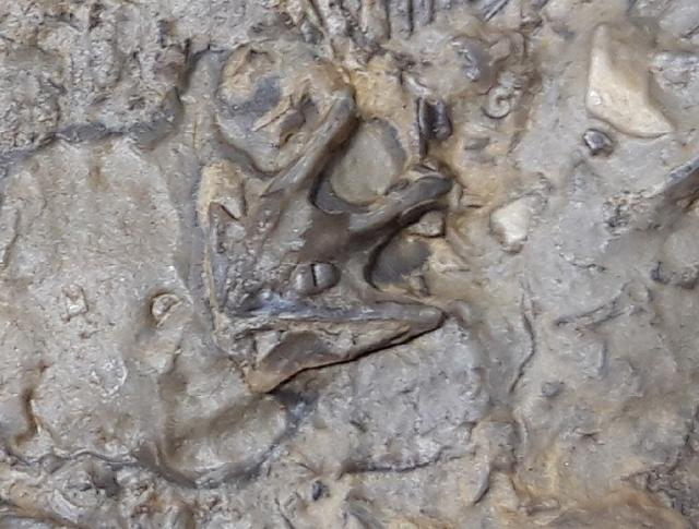 Tetractinella trigonella SCHLOTHEIM 1820 - Bild &copy; FossNet FossilienStore